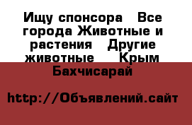 Ищу спонсора - Все города Животные и растения » Другие животные   . Крым,Бахчисарай